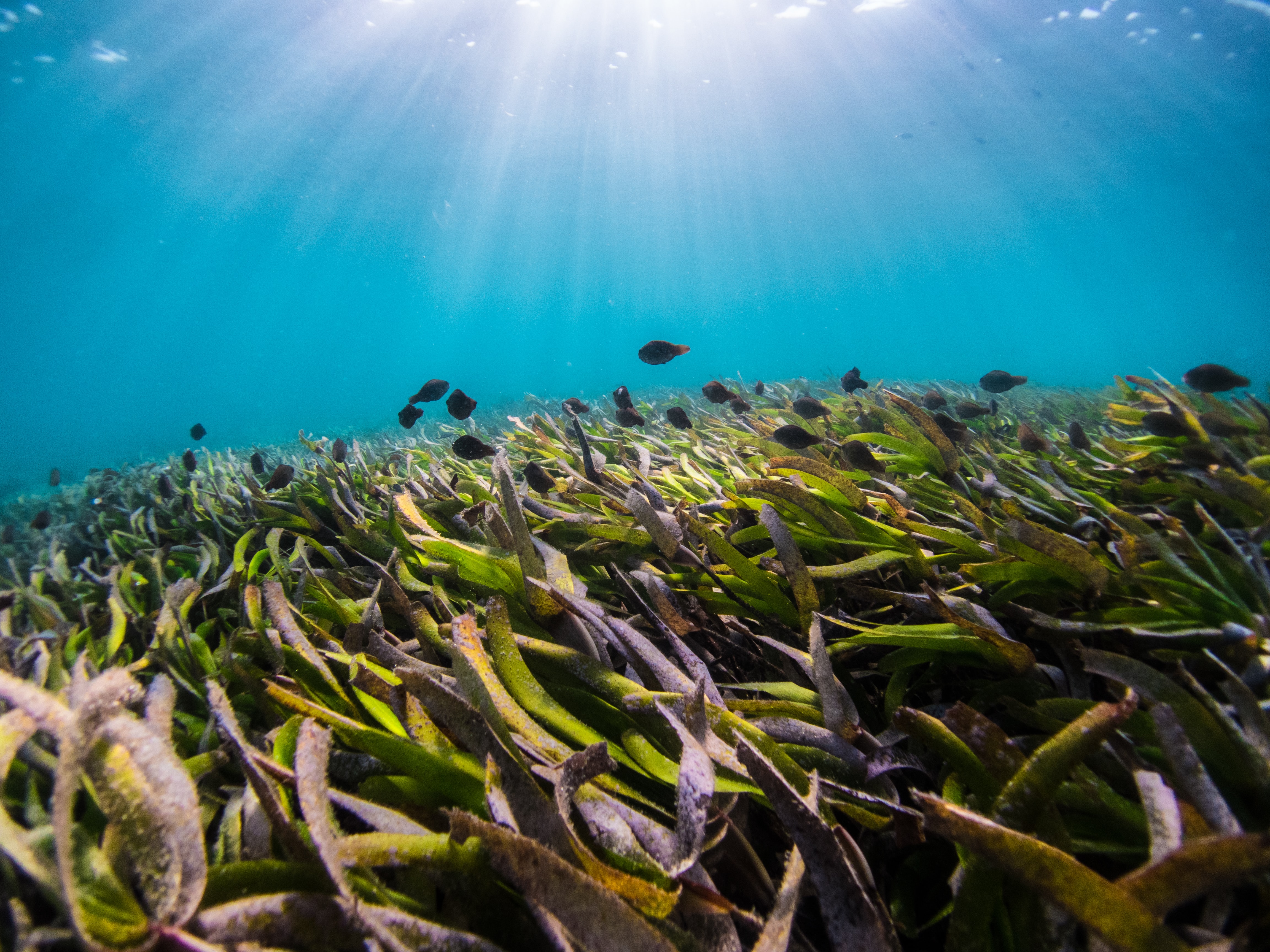 seagrass close-up