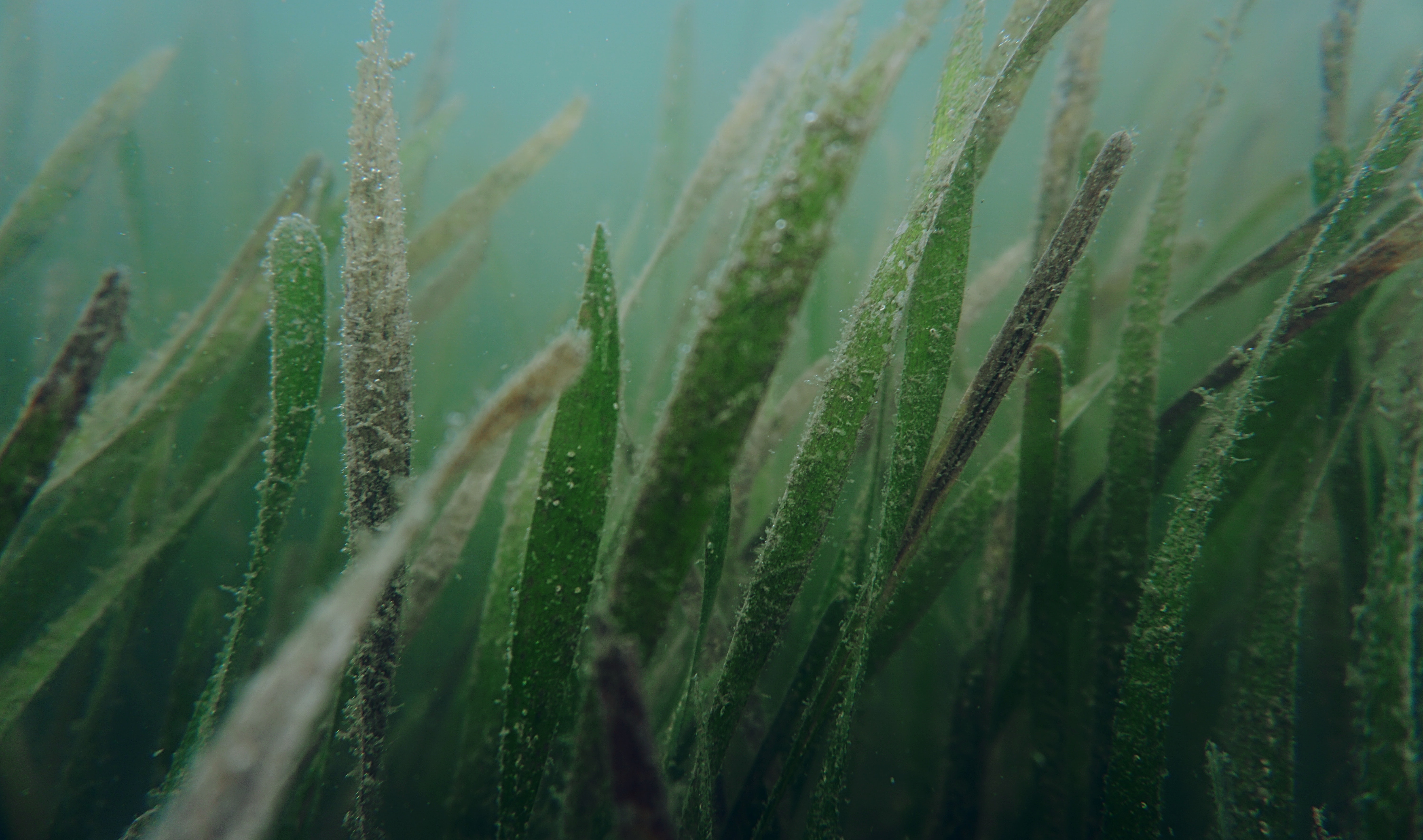 a submerged seagrass bed