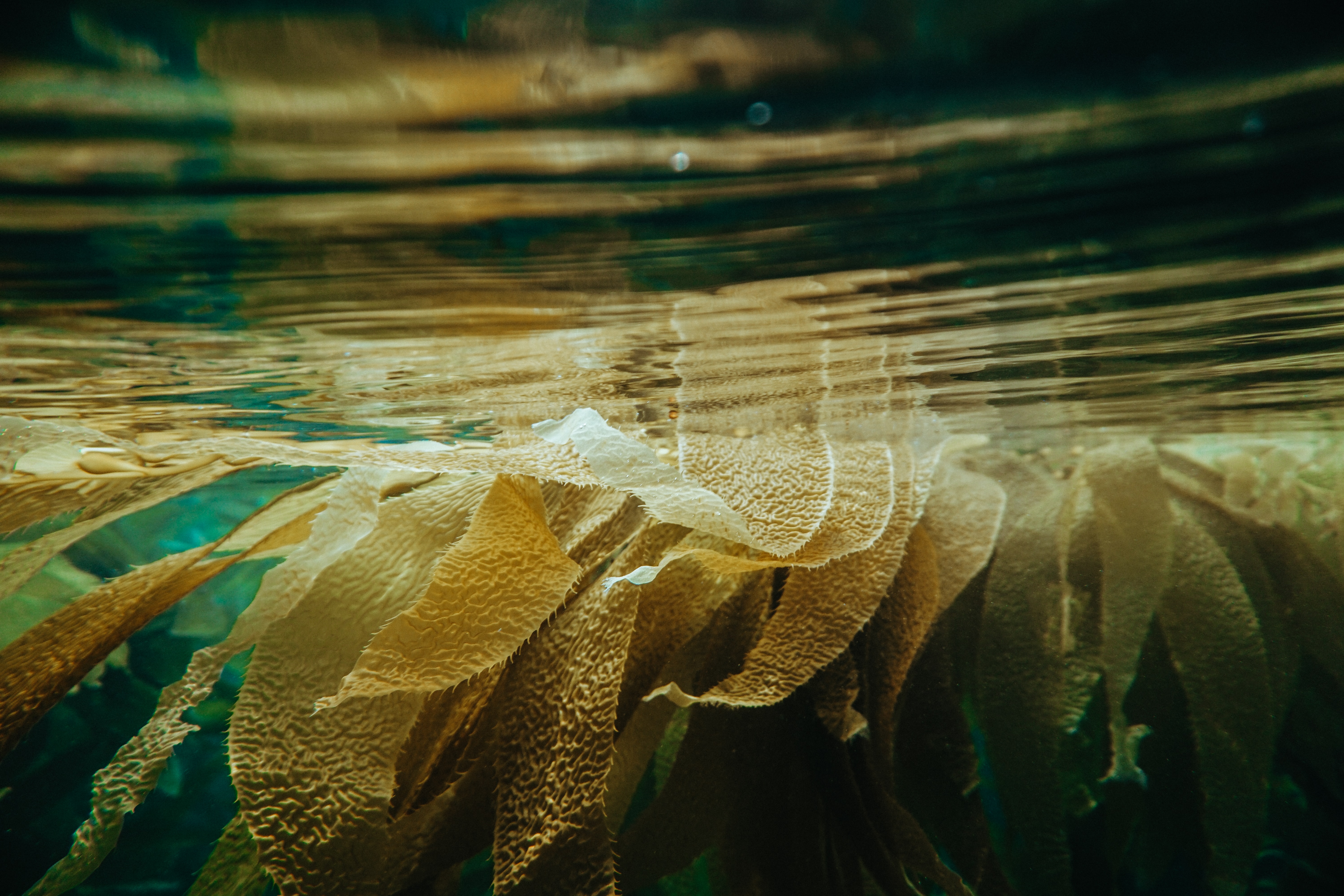 giant kelp frond