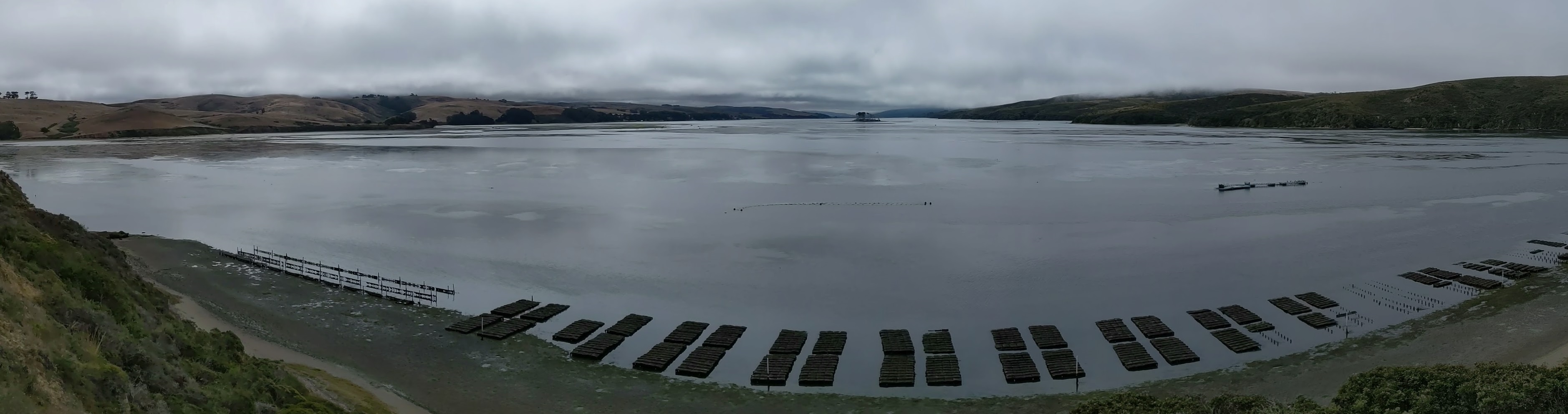 aerial view of an oyster lease in Tomales Bay