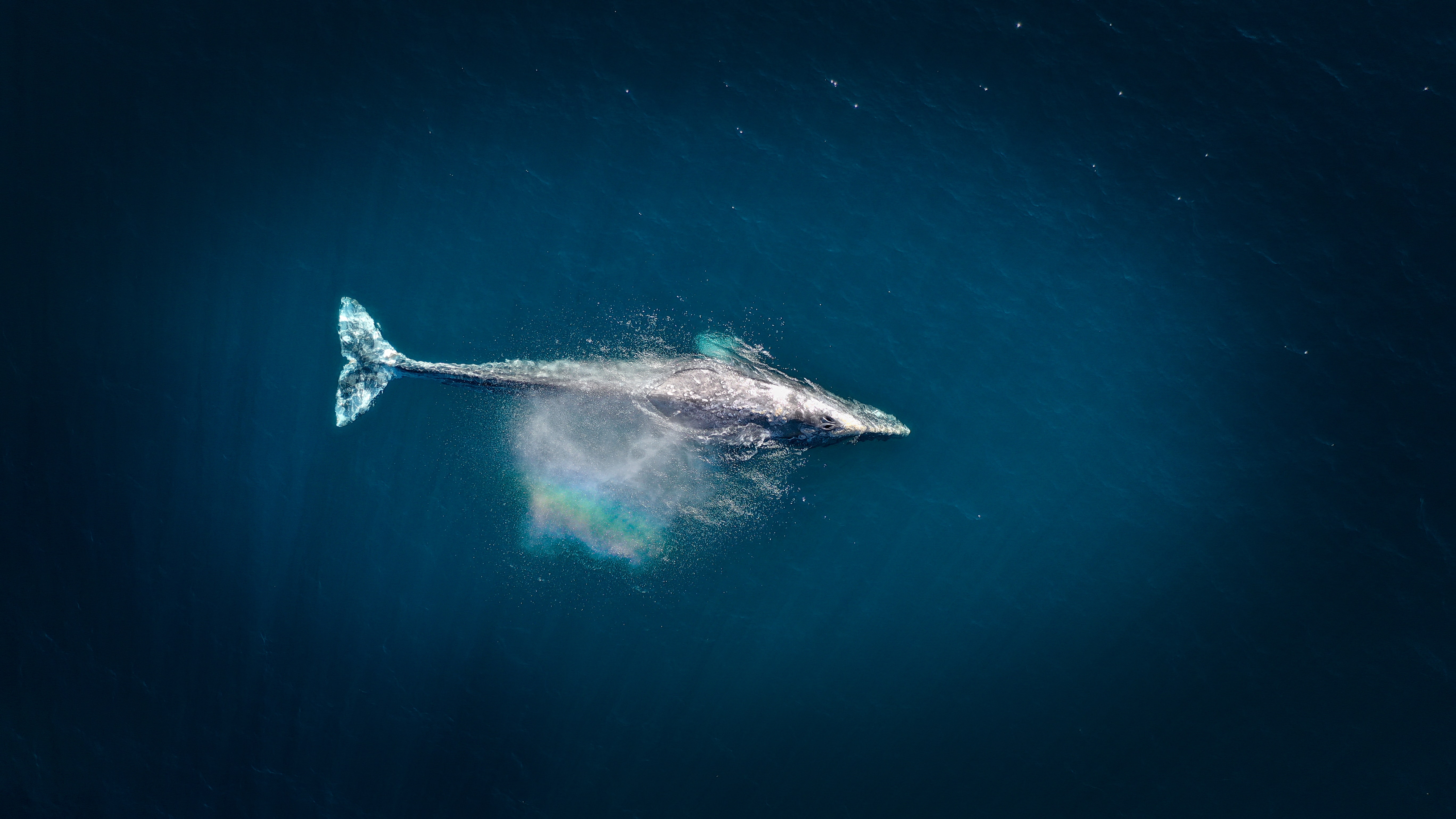 a lone whale in the expanse of the ocean